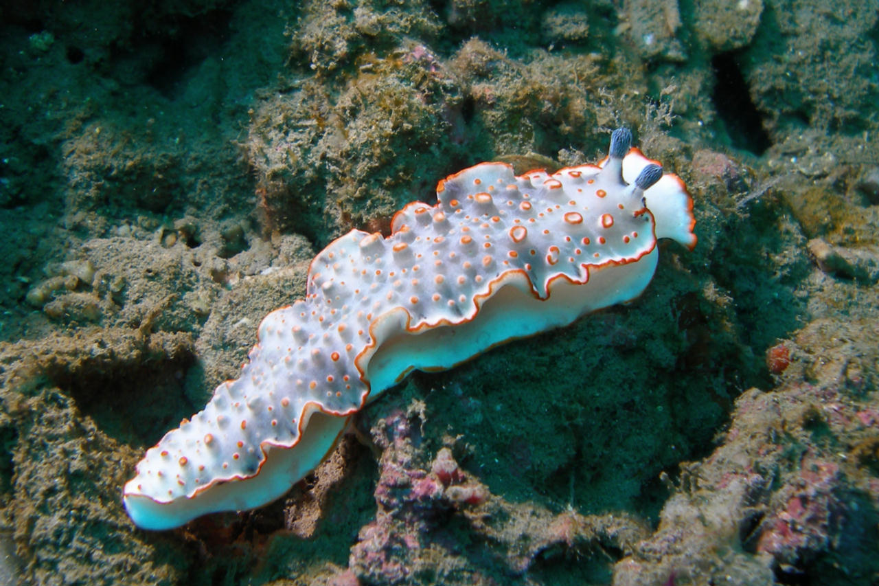 Dermatobranchus ornatus